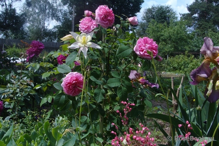 Gertrude Jekyll