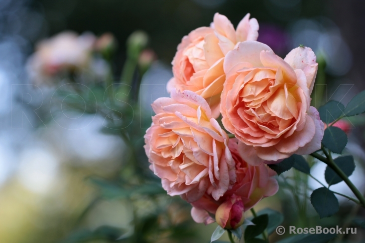 Lady of Shalott 