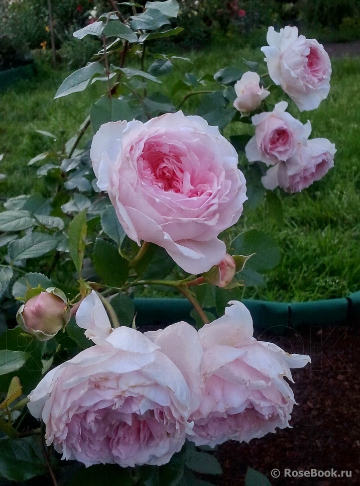 The Wedgwood Rose