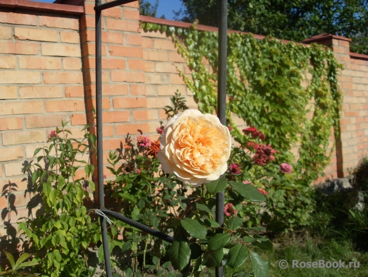 Crown Princess Margareta®