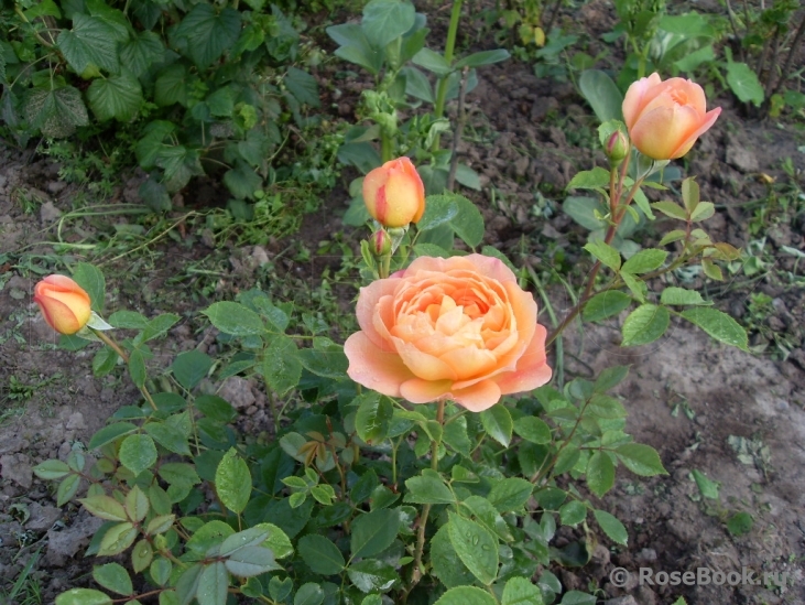 Lady of Shalott 