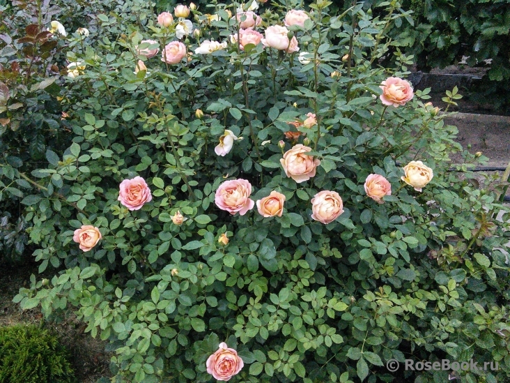 Lady of Shalott 