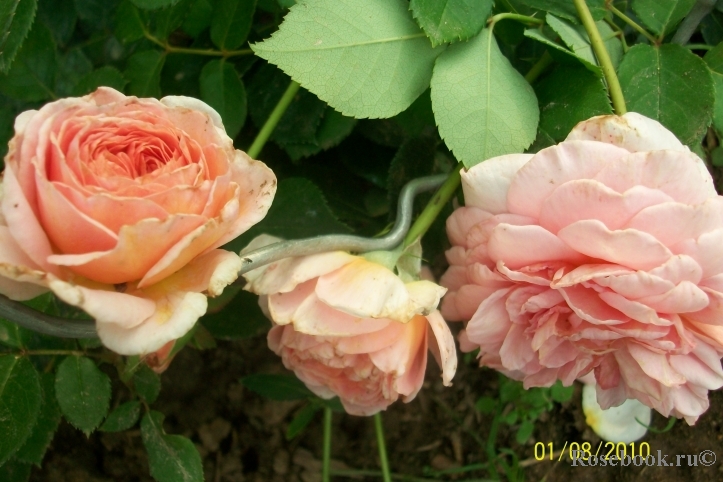 Abraham Darby