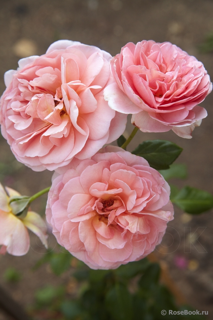 Abraham Darby