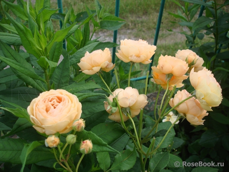 Crown Princess Margareta®