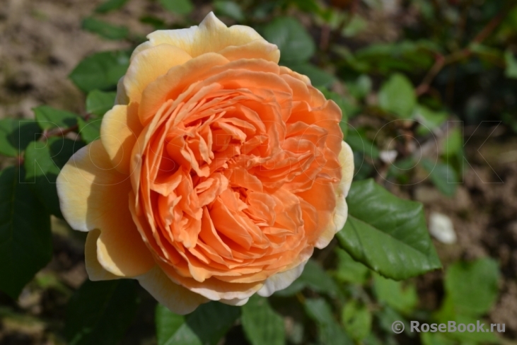 Crown Princess Margareta®