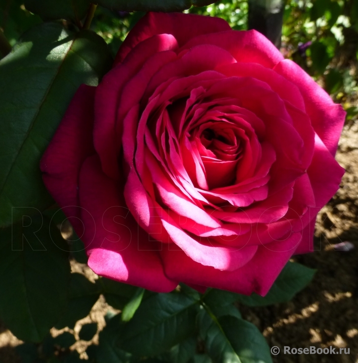 Johann Wolfgang von Goethe Rose®