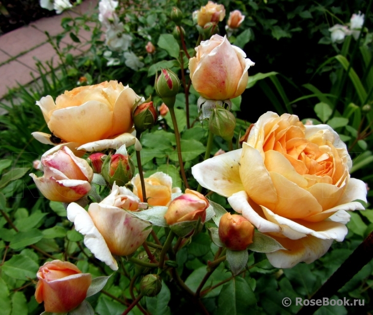 Crown Princess Margareta®