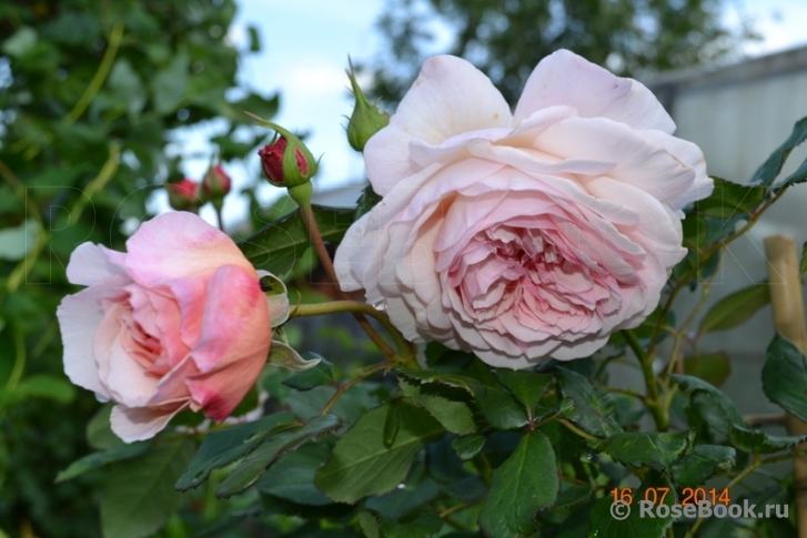 A Shropshire Lad