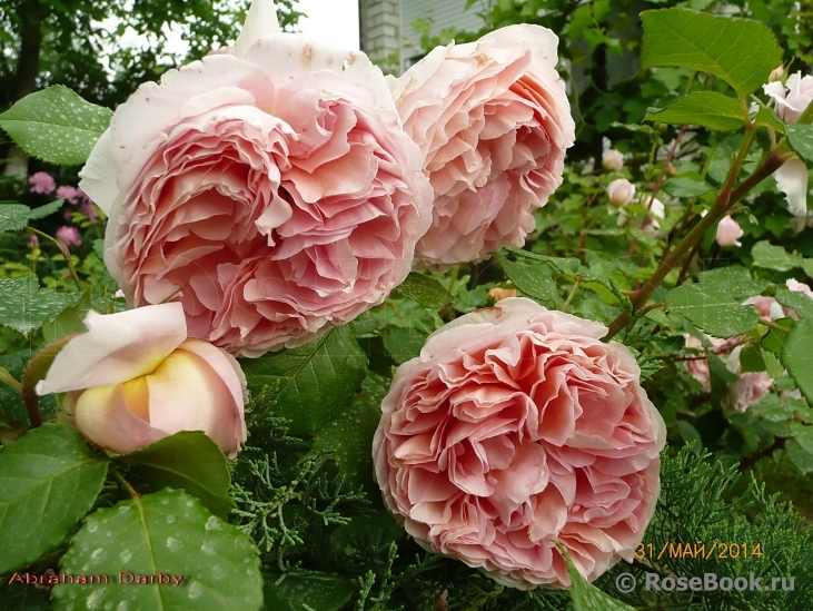 Abraham Darby