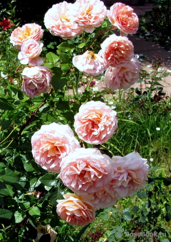 Abraham Darby