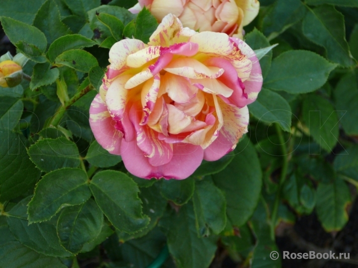 Rose des Cisterciens 