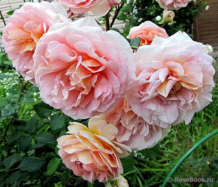 Abraham Darby