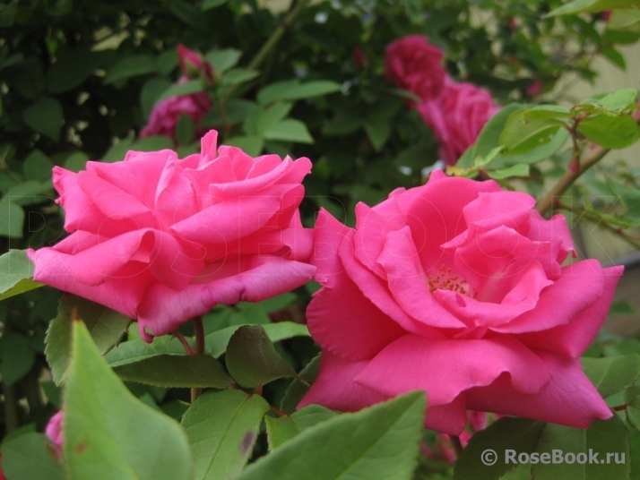 Zephirine Drouhin