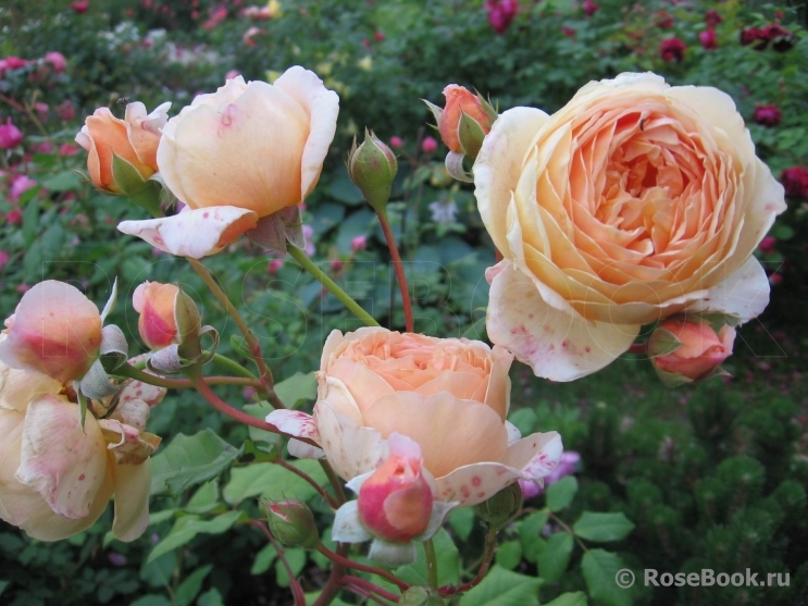 Crown Princess Margareta®