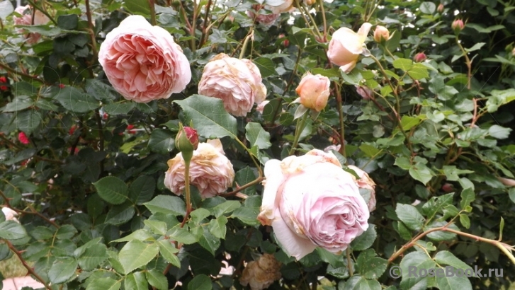 Abraham Darby