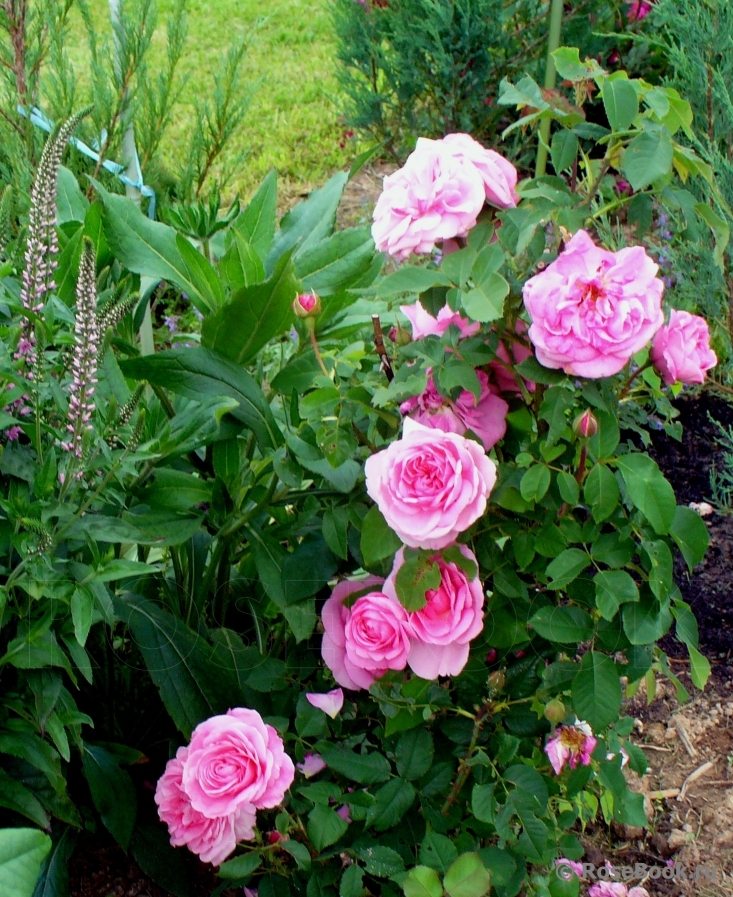 Gertrude Jekyll