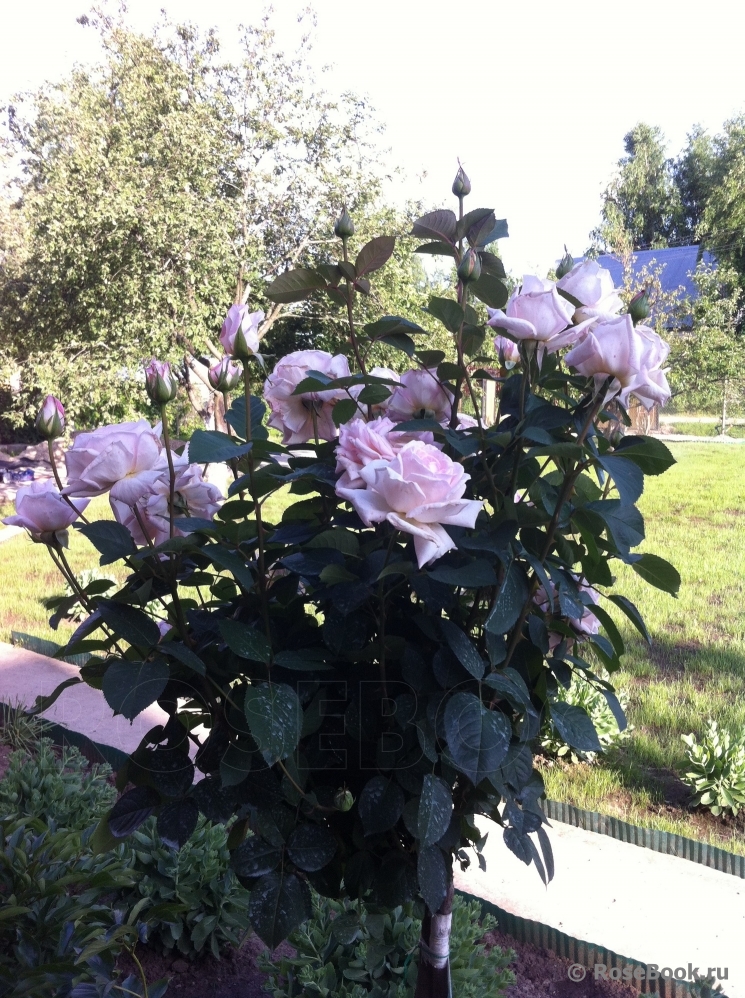 Jardins de Bagatelle 