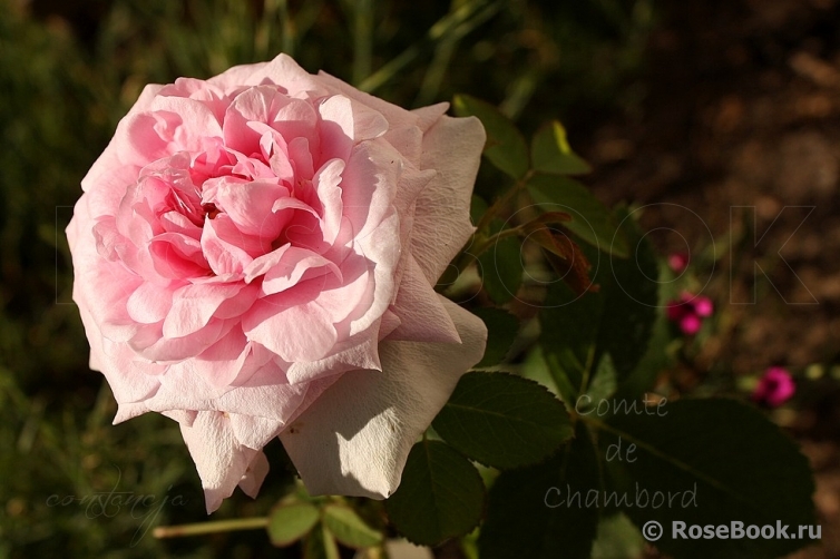 Comte de Chambord