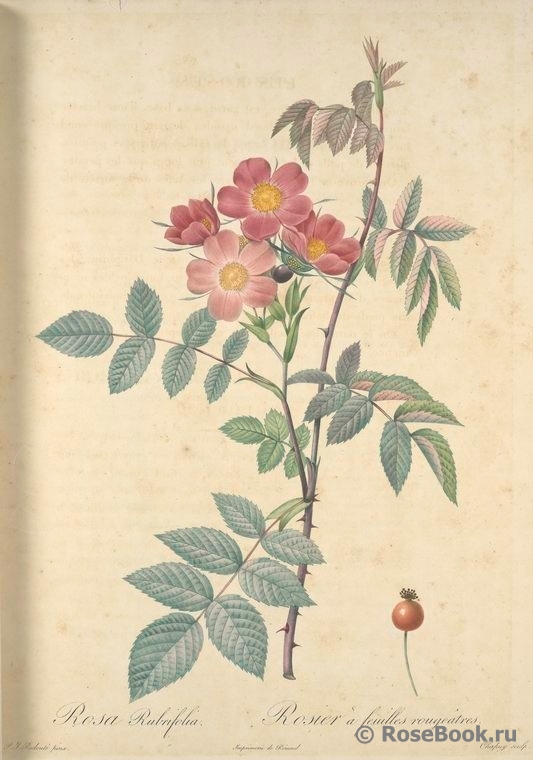 Rosa glauca 