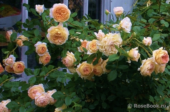 Crown Princess Margareta®