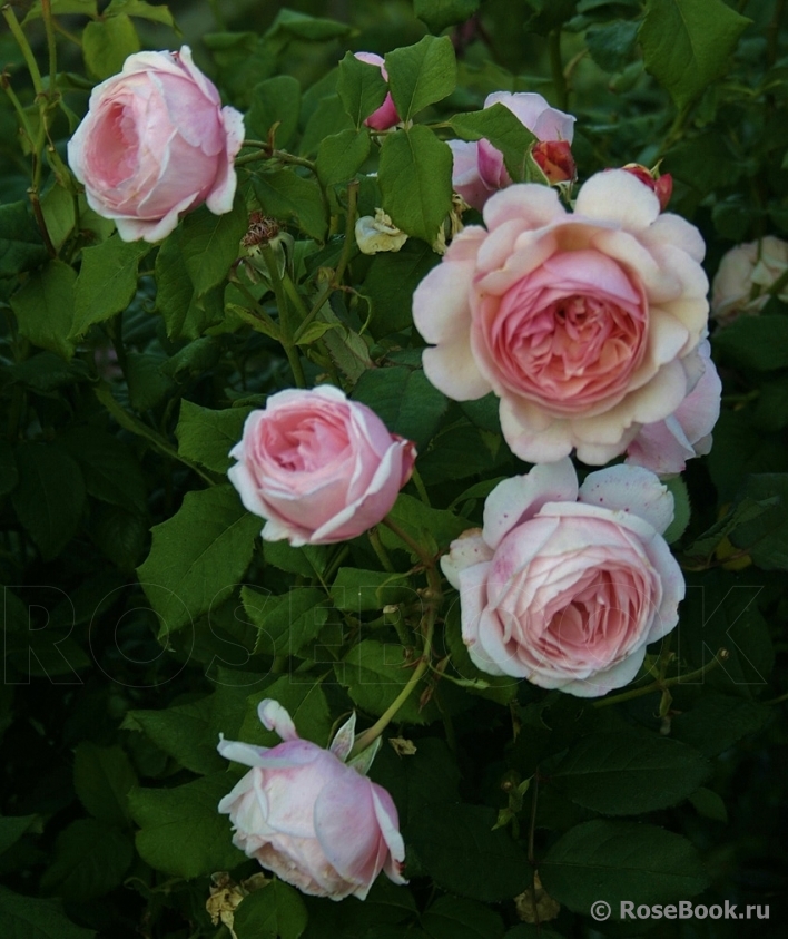 A Shropshire Lad