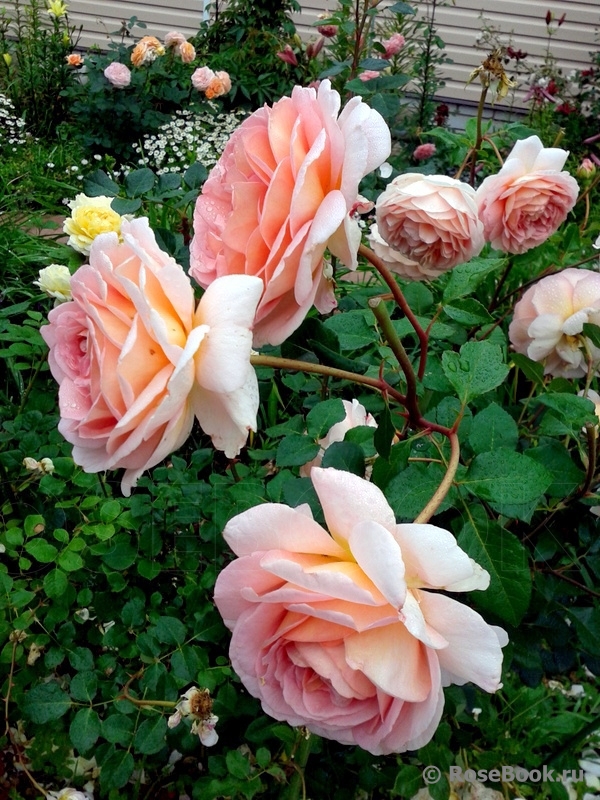 Abraham Darby