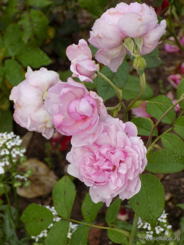 Cottage Rose 