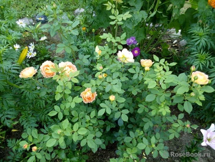 Lady of Shalott 