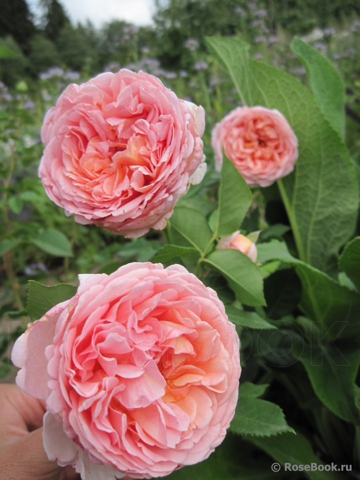 Abraham Darby