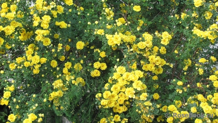 Persian Yellow