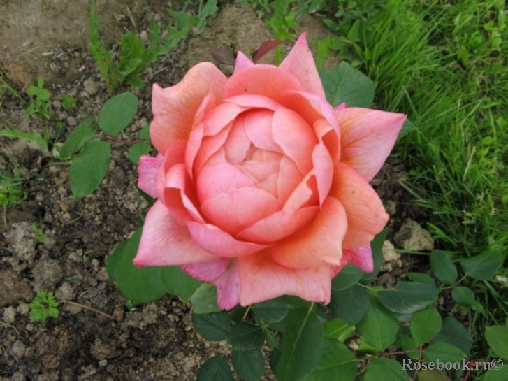 Festival des Jardins de Chaumont