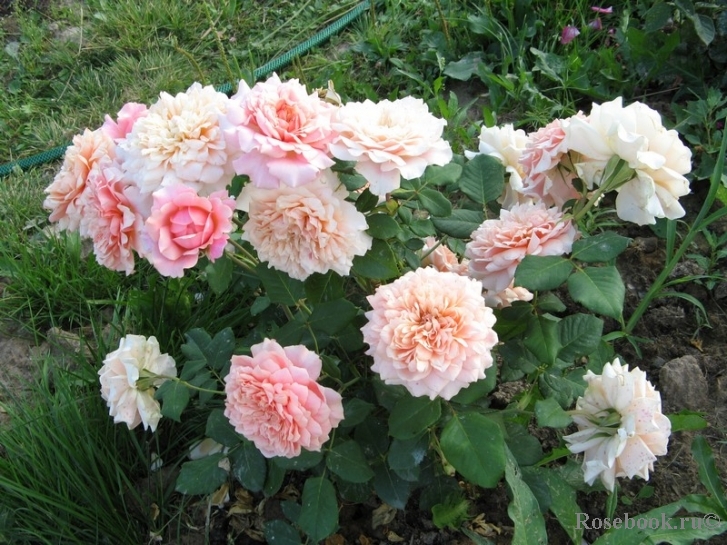 Festival des Jardins de Chaumont