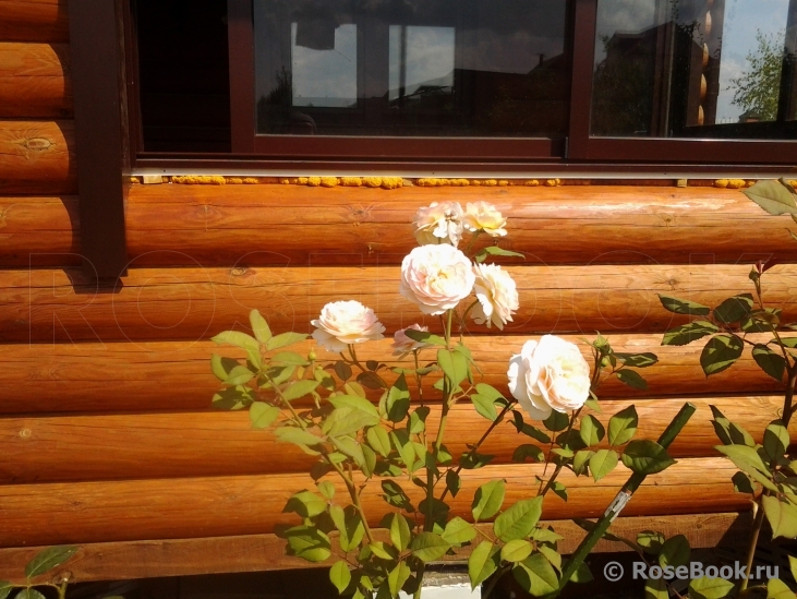 A Shropshire Lad