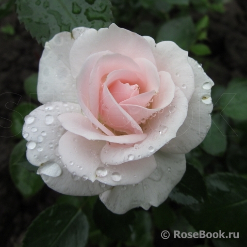 Aspirin Rose