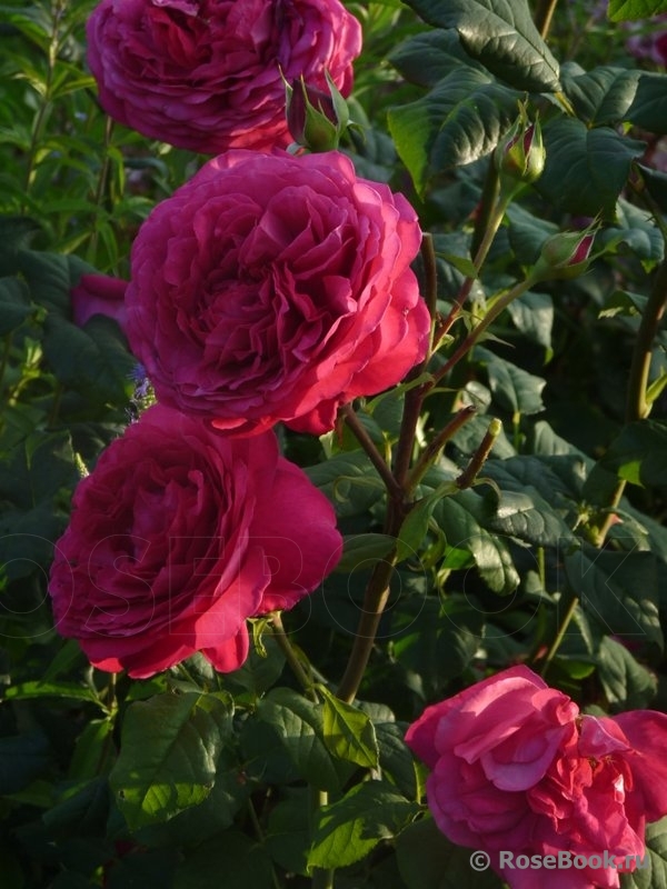 Johann Wolfgang von Goethe Rose®