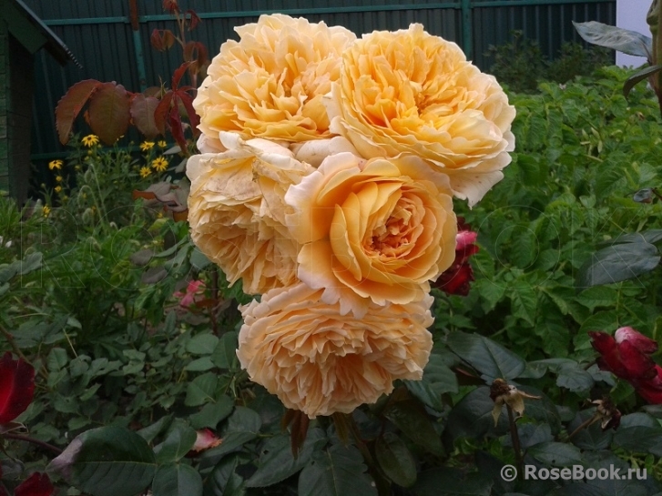 Crown Princess Margareta®