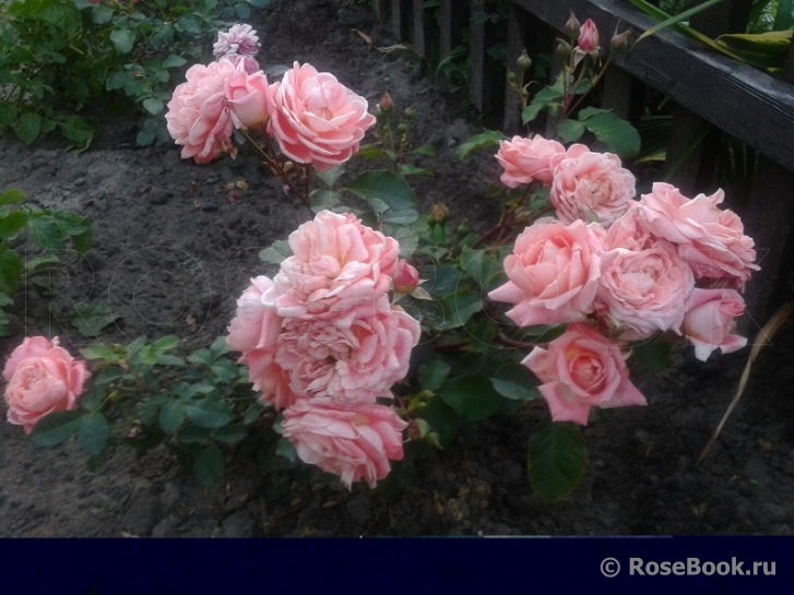 Fleurs en Seine