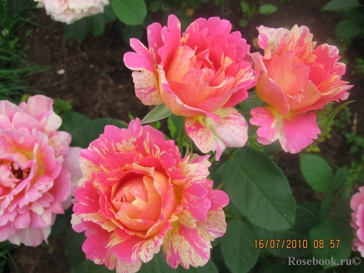 Rose des Cisterciens 