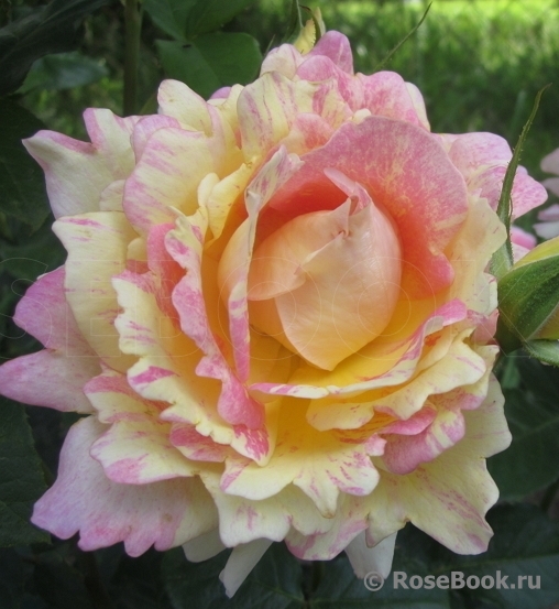 Rose des Cisterciens 