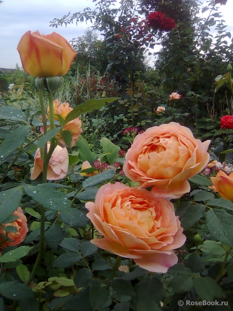 Lady of Shalott 