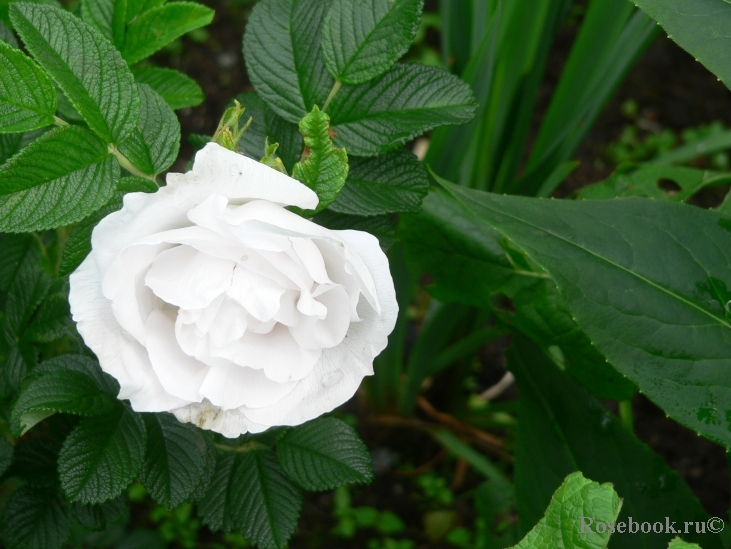 Blanc Double de Coubert 