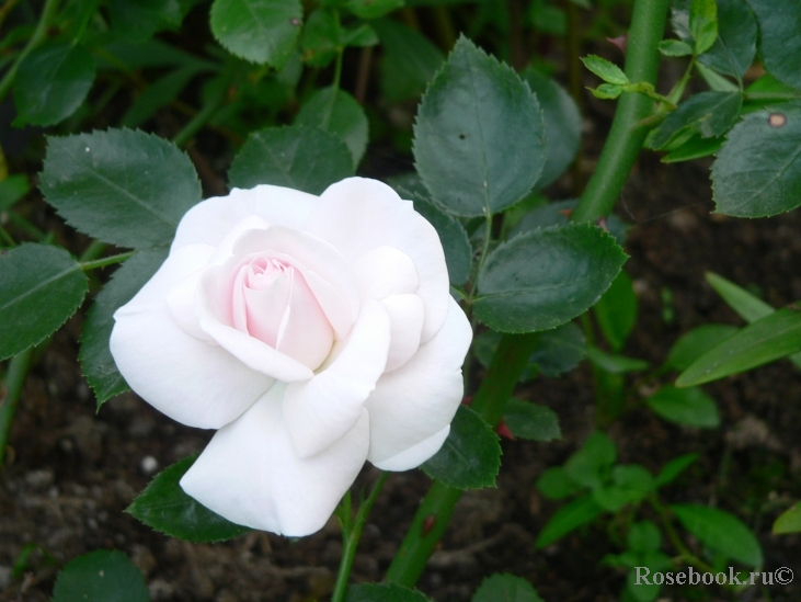 Aspirin Rose