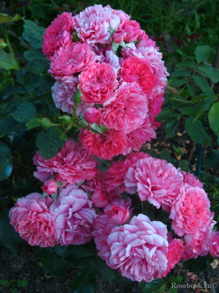 Rosarium Uetersen