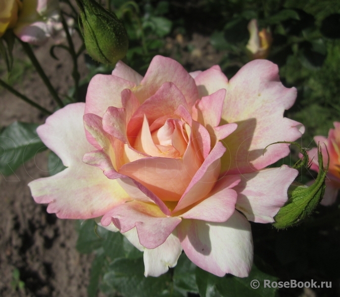 Rose des Cisterciens 