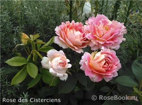 Rose des Cisterciens 