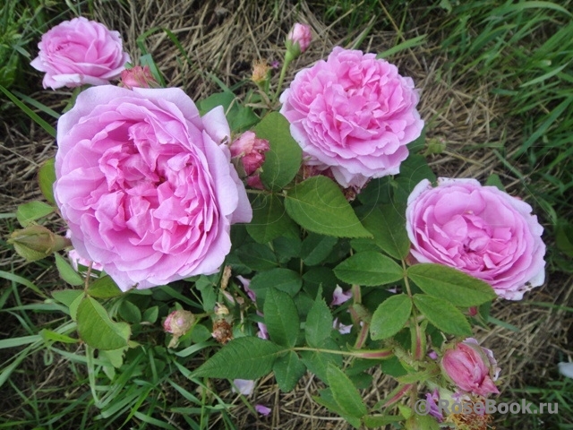 Comte de Chambord