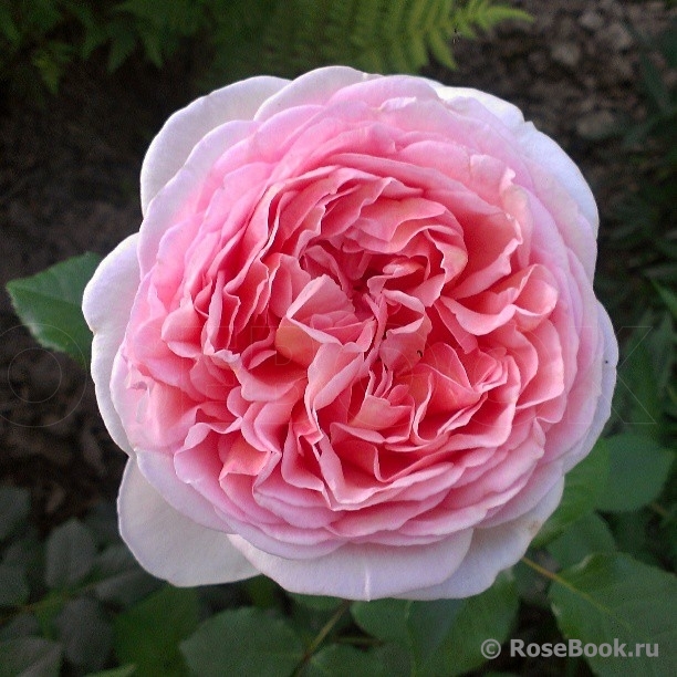 Abraham Darby