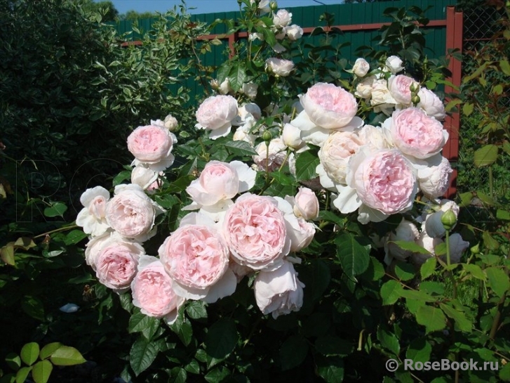 The Wedgwood Rose