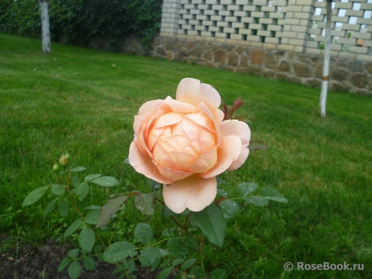 Lady of Shalott 